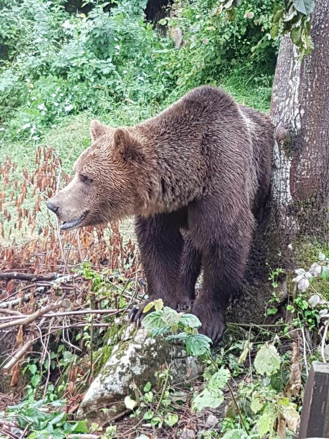 Apartman Antea Otočac Buitenkant foto